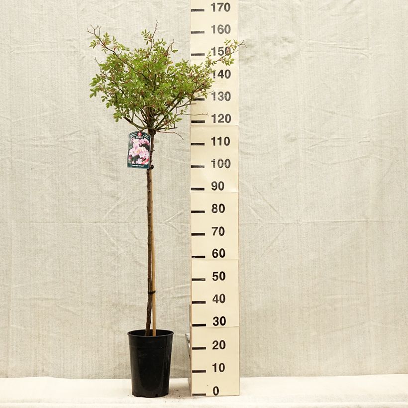 Rosa ad alberello Lavender Dream Vaso da 7,5L/10L, Vaso impalcato esemplare consegnato in primavera