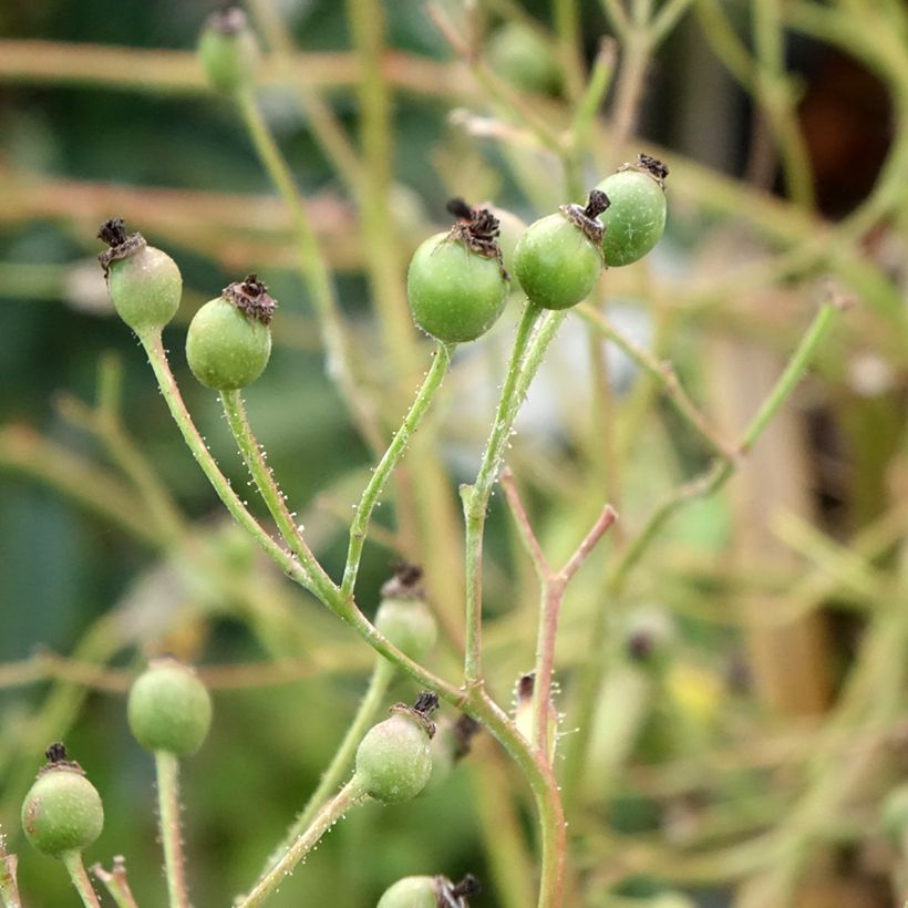 Rosa ad alberello Lavender Dream (Raccolta)