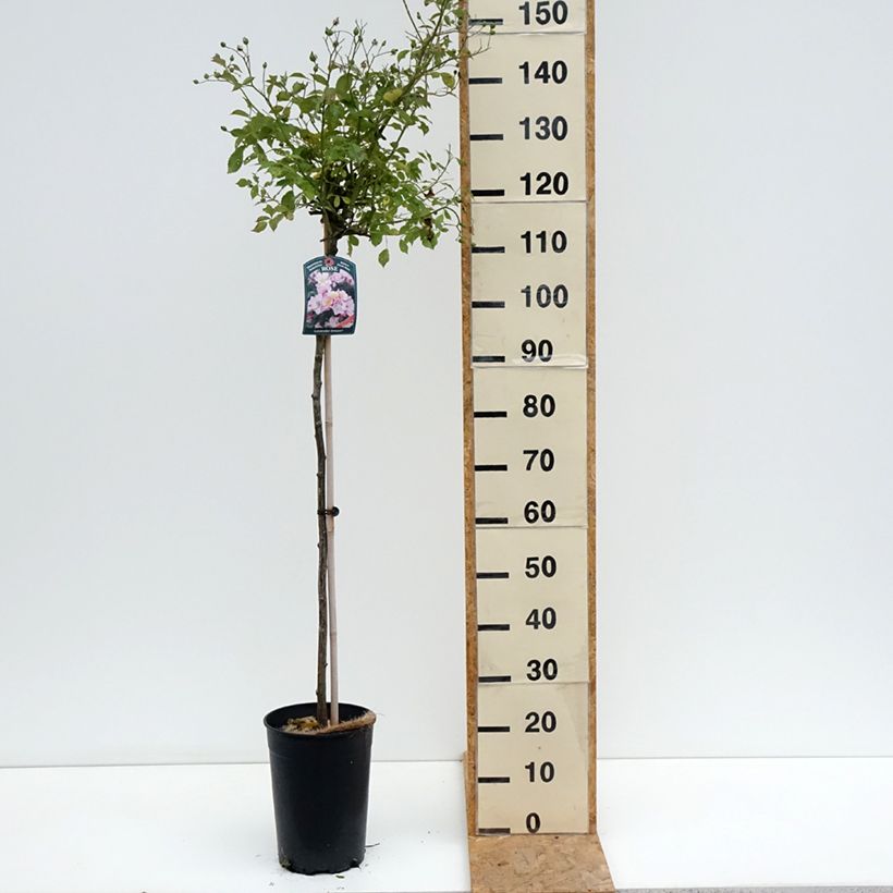 Esemplare di Rosa ad alberello Lavender Dream Vaso da 7,5L/10L, Vaso impalcato consegnato in estate