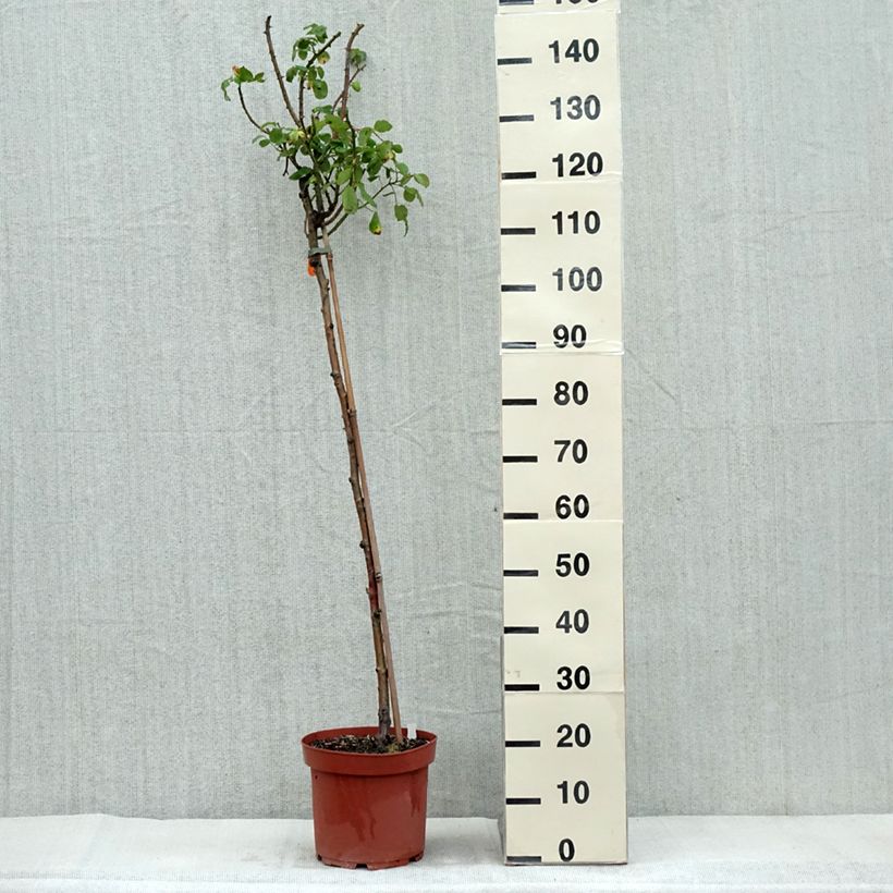 Esemplare di Rosa ad alberello Line Renaud Vaso da 7,5L/10L, Vaso impalcato come consegnato in autunno