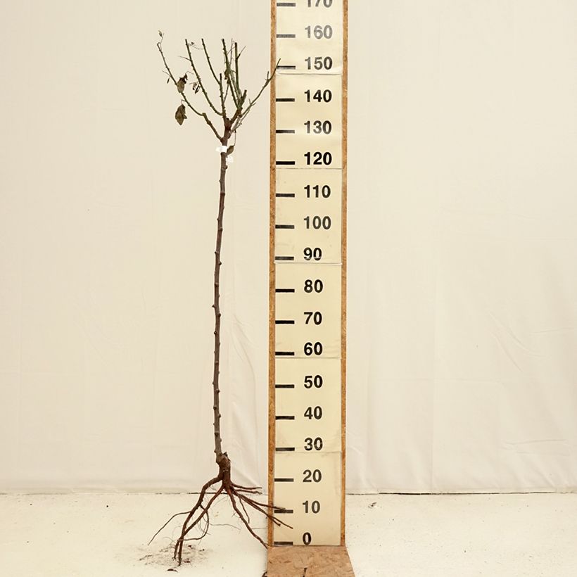 Rosa ad alberello Mister Lincoln Piante grandi a radice nuda, Vaso impalcato esemplare consegnato in inverno