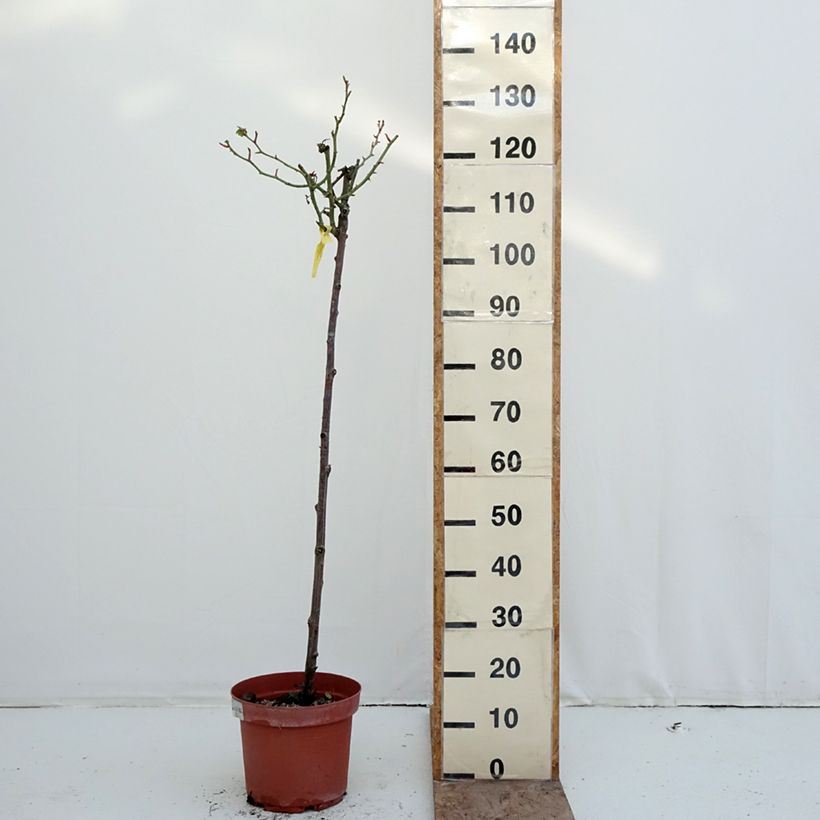 Rosa ad alberello Mythique Vaso da 7,5L/10L, Vaso impalcato esemplare consegnato in inverno