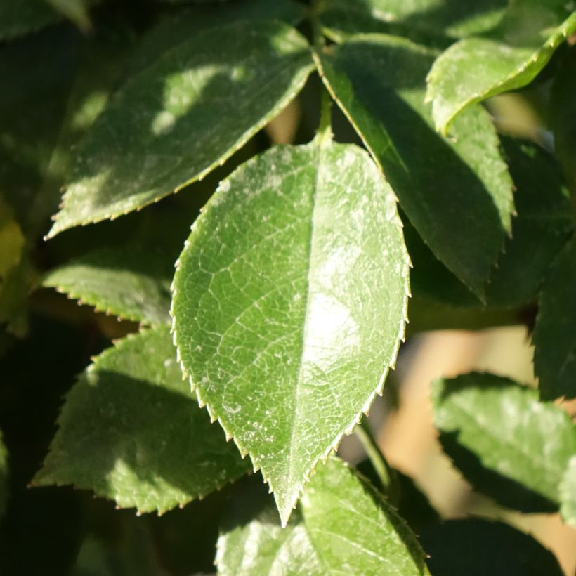 Rosa ad alberello Mythique (Fogliame)