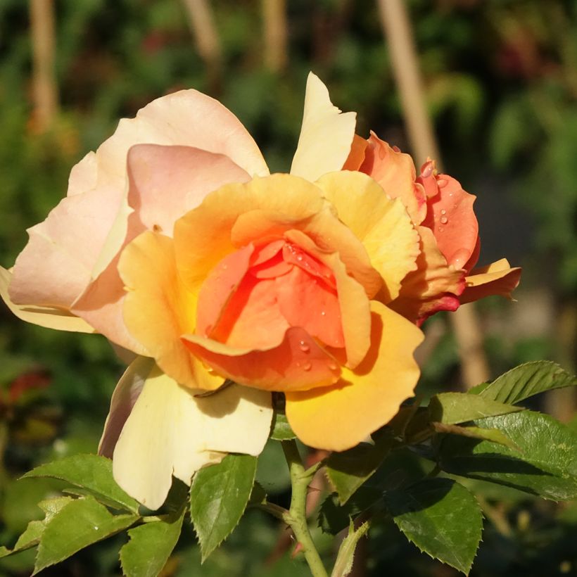 Rosa ad alberello Mythique (Fioritura)