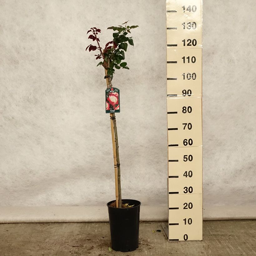 Esemplare di Rosa ad alberello Nostalgie Vaso da 6L/7L, Vaso impalcato consegnato in estate