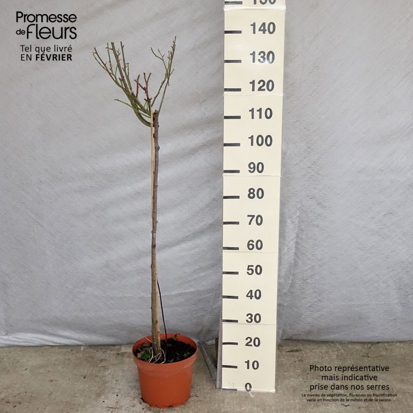 Example of Rosa ad alberello Nostalgie Vaso da 6L/7L, Vaso impalcato as you get in hiver