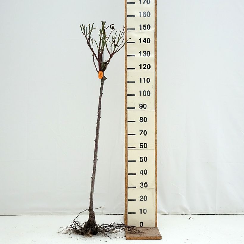 Example of Rosa ad alberello Oriental Peace Piante grandi a radice nuda, Vaso impalcato as you get in hiver