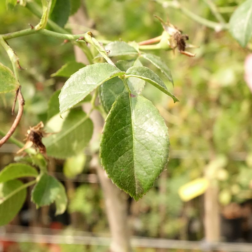 Rosa ad alberello Magic Meillandecor (Foliage)