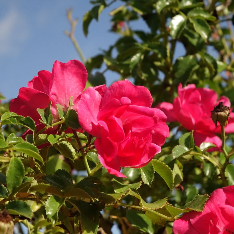 Rosa ad alberello Magic Meillandecor (Flowering)