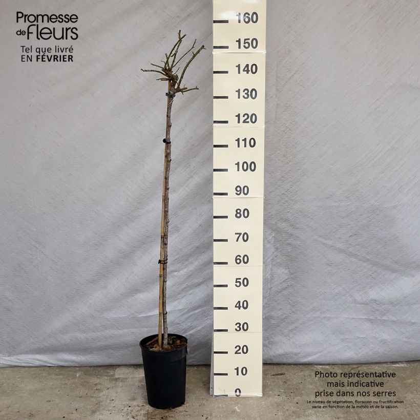 Rosa ad alberello pleureur New Dawn Vaso da 7,5L/10L esemplare consegnato in inverno