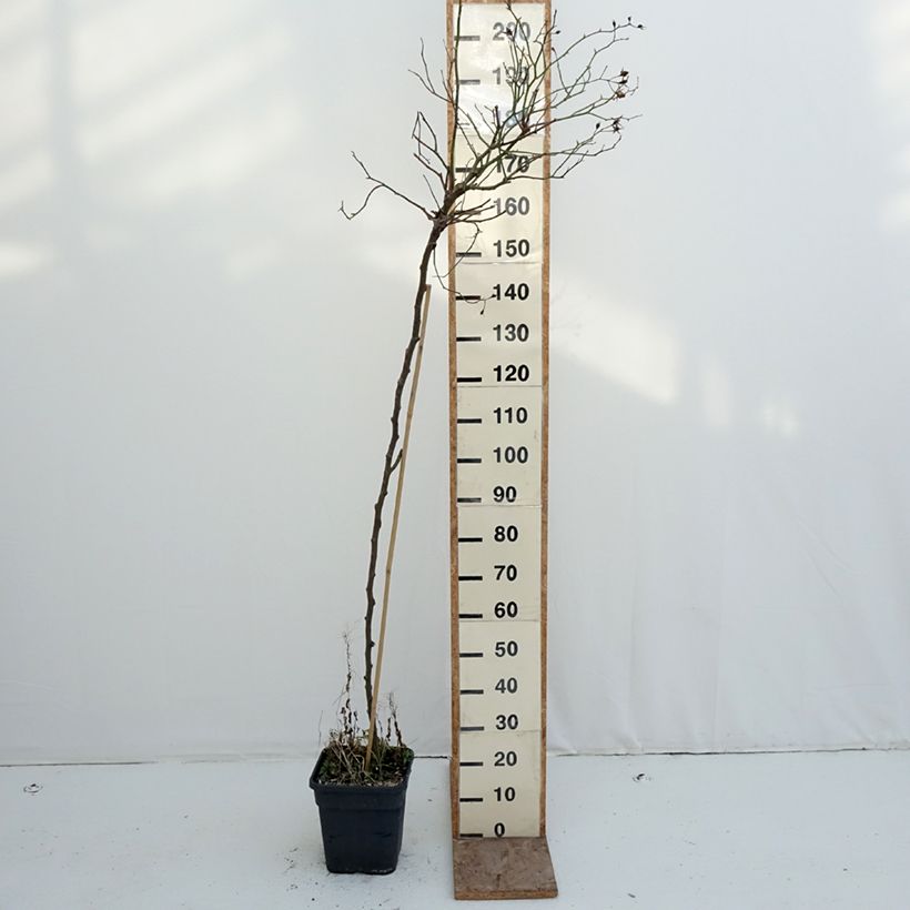 Rosa ad alberello Scarlet Meillandecor Vaso da 7,5L/10L esemplare consegnato in inverno