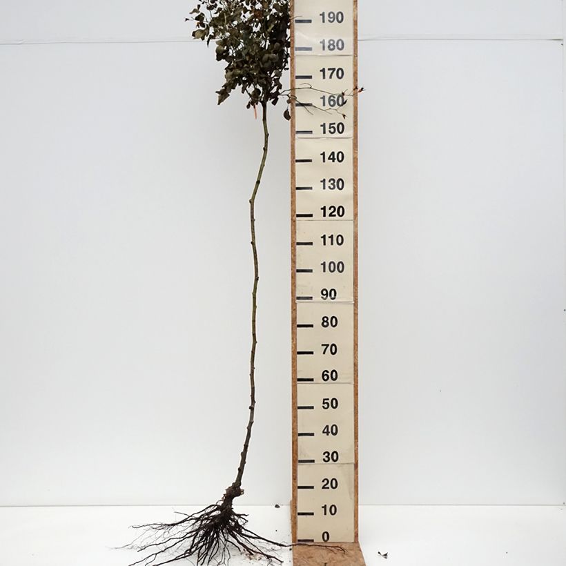 Rosa ad alberello Scarlet Meillandecor Piante grandi a radice nuda, Vaso impalcato esemplare consegnato in inverno