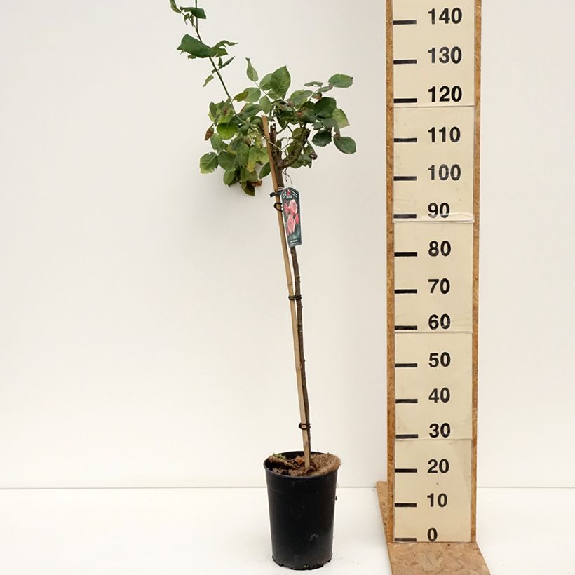 Esemplare di Rosa ad alberello Queen Elisabeth Vaso da 6L/7L, Vaso impalcato consegnato in estate