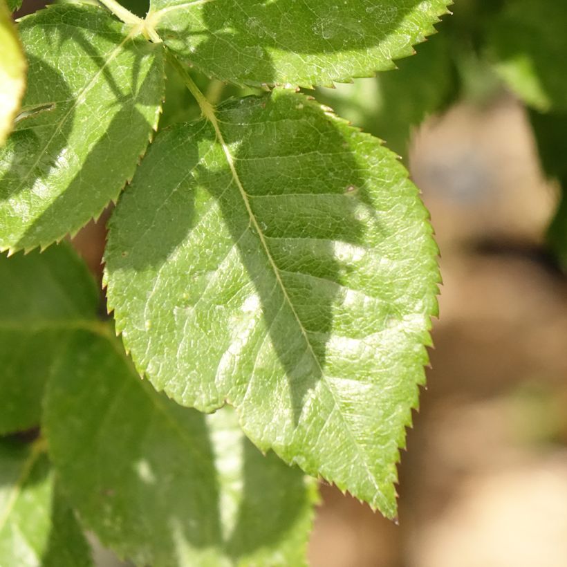 Rosa ad alberello Rochemenier Village (Fogliame)