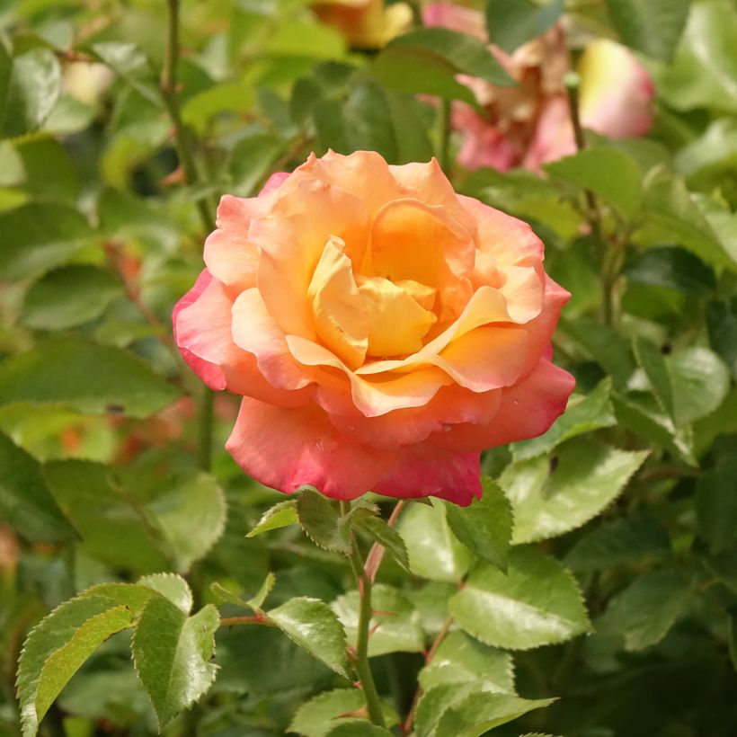 Rosa ad alberello Rochemenier Village (Fioritura)