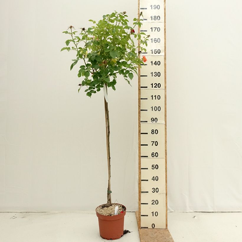 Esemplare di Rosa ad alberello Rochemenier Village Vaso da 7,5L/10L, Vaso impalcato consegnato in estate