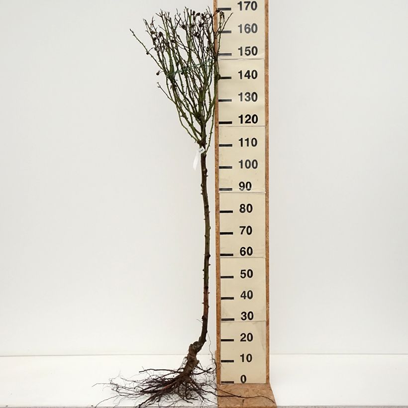 Rosa ad alberello Rochemenier Village Piante piccole a radice nuda, Vaso impalcato esemplare consegnato in inverno