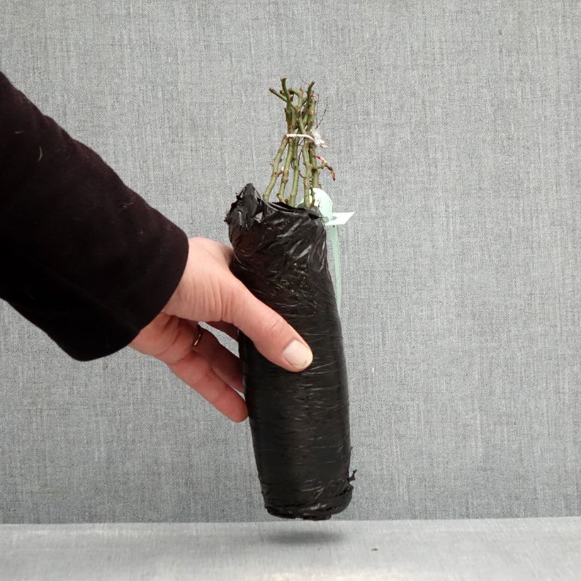 Rosa Urban Streetlight Larissa Zolla a radice nuda esemplare consegnato in inverno