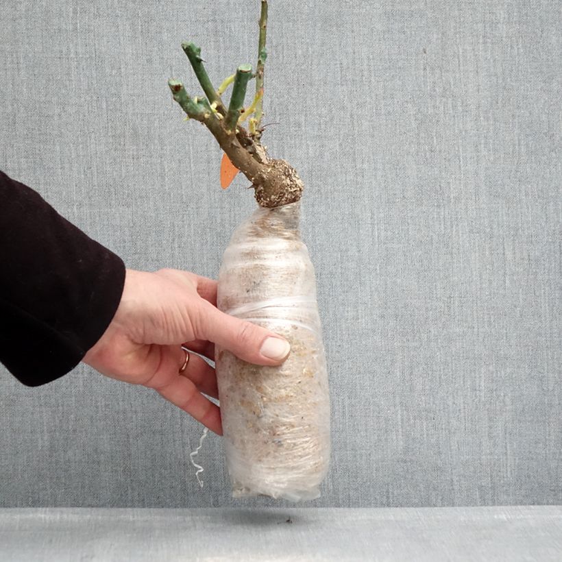 Example of Rosa Urban Streetlight Phoenix Zolla a radice nuda as you get in hiver