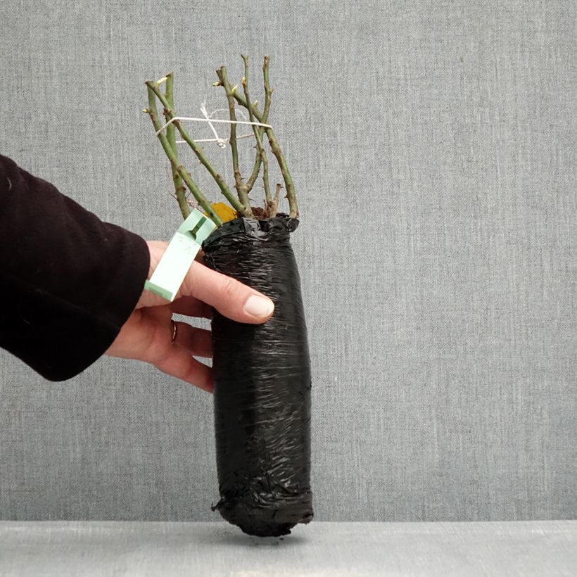 Example of Rosa Urban Streetlight Rekord Cubana Zolla a radice nuda as you get in hiver