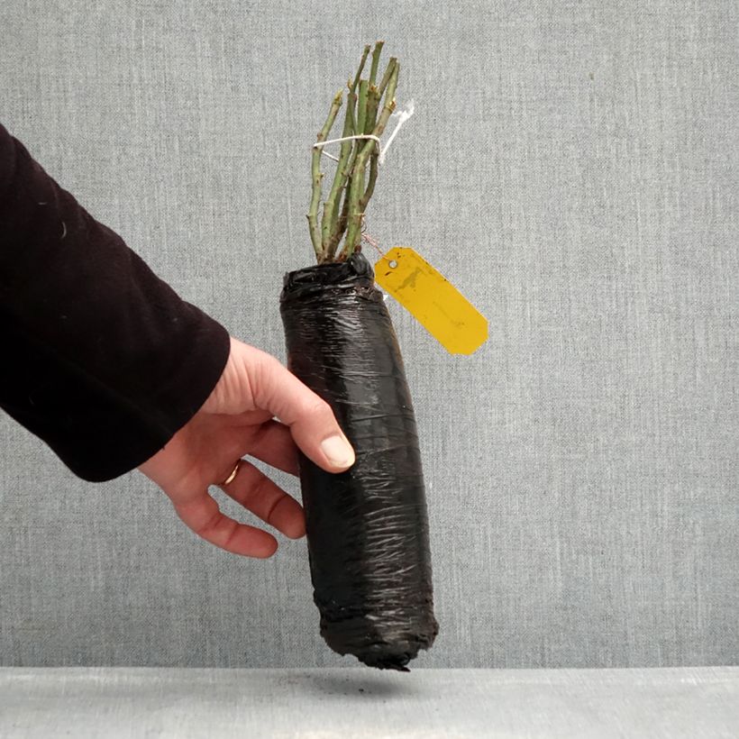 Example of Rosa Urban Streetlight Rekord Sommerabend Zolla a radice nuda as you get in hiver