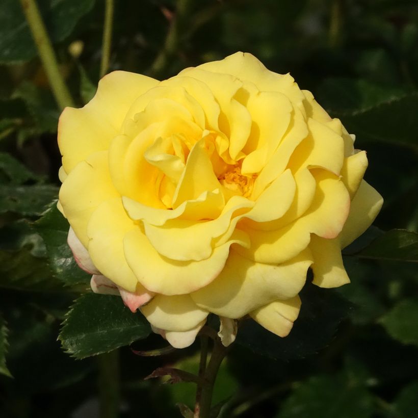 Rosa Urban Streetlight Sunmaid (Fioritura)