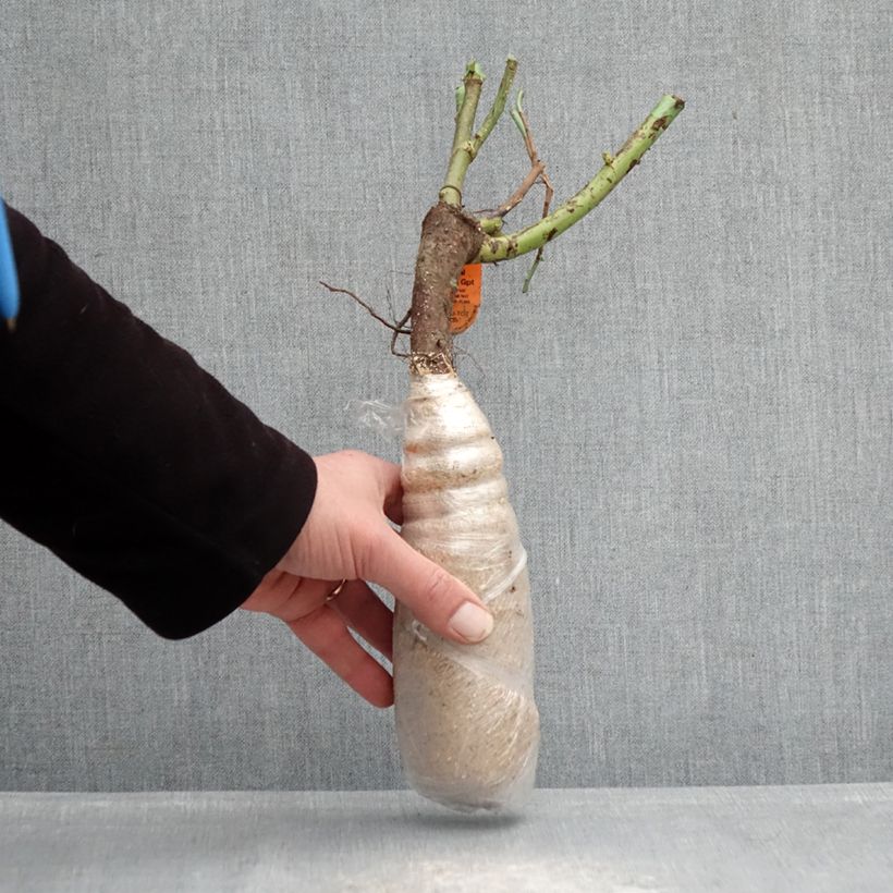 Rosa Urban Streetlight Sunmaid Zolla a radice nuda esemplare consegnato in inverno