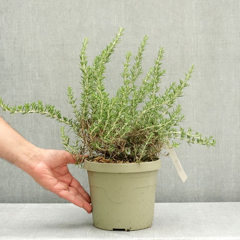 Rosmarinus officinalis Blue Cascade - Rosmarino Vaso da 3L/4L esemplare consegnato in primavera