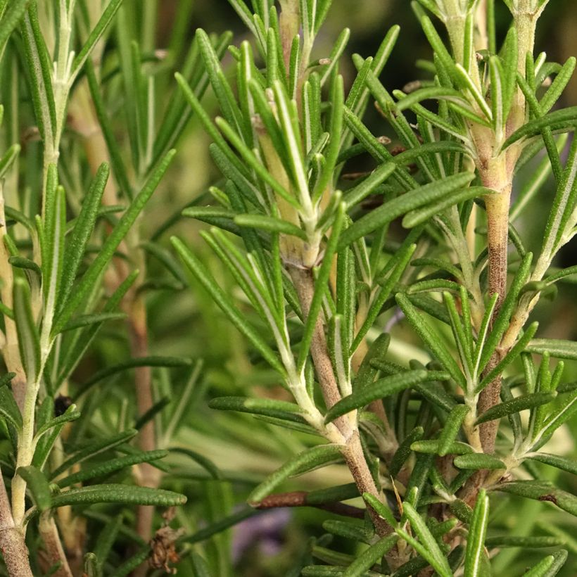 Rosmarinus officinalis Corsican Blue - Rosmarino (Fogliame)