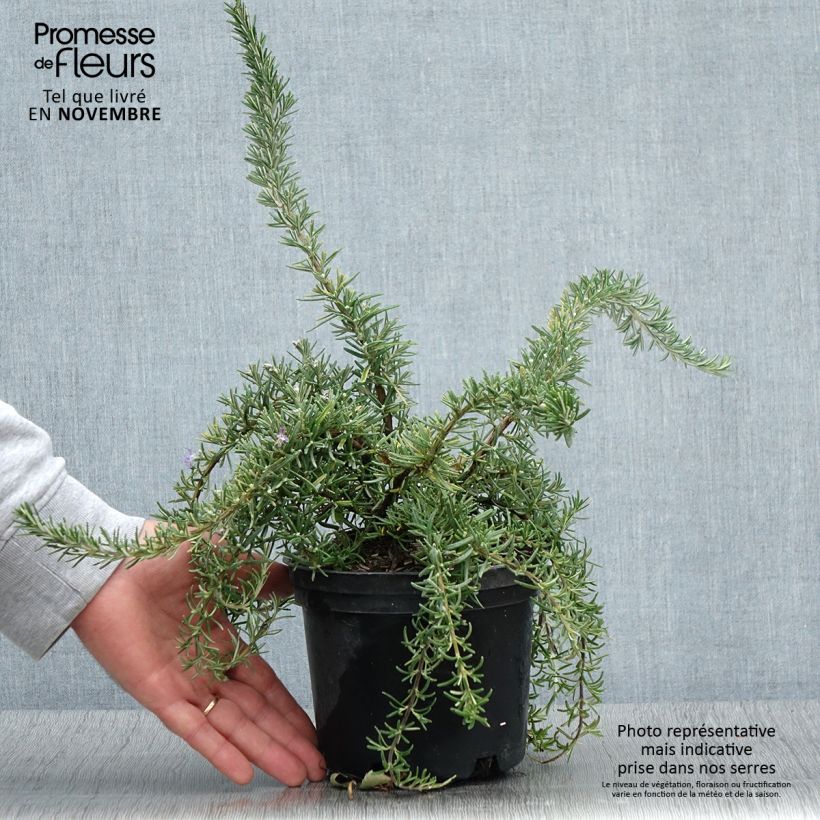 Esemplare di Rosmarinus officinalis Corsican Blue - Romarin Pot de 2L/3L come consegnato in autunno