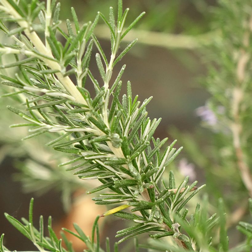 Rosmarinus officinalis Whitewater Silver - Rosmarino (Foliage)