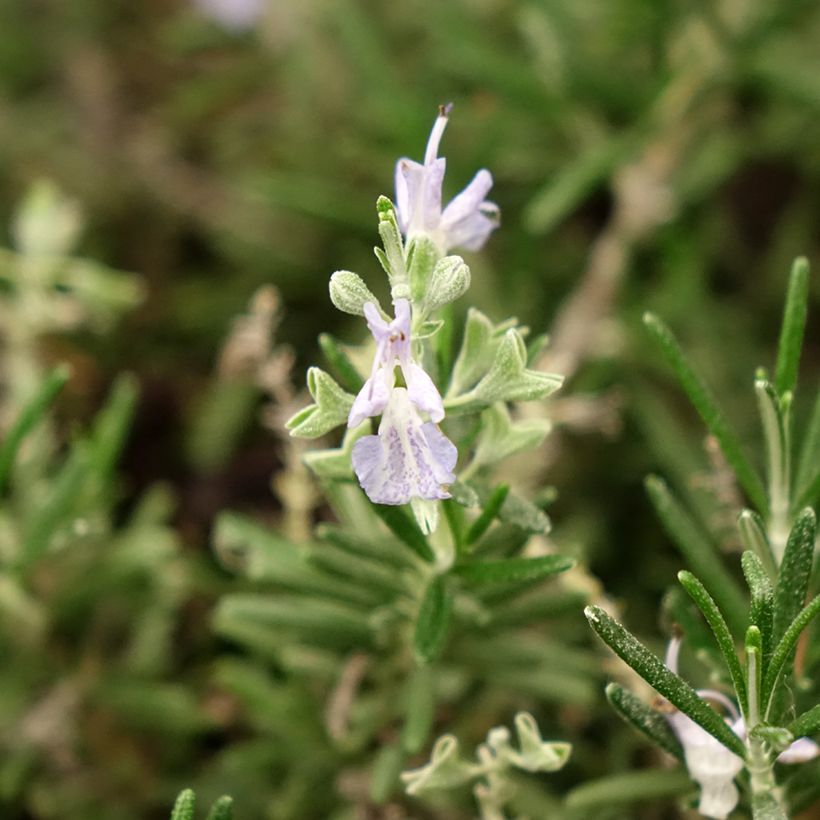 Rosmarinus officinalis Whitewater Silver - Rosmarino (Flowering)