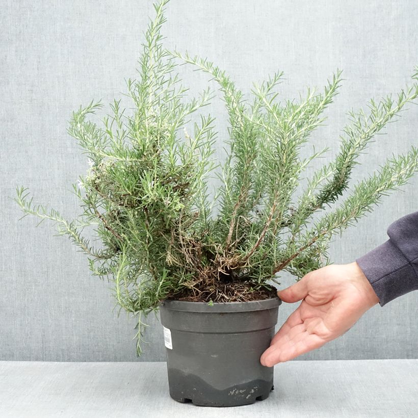 Example of Rosmarinus officinalis Whitewater Silver - Rosmarino Vaso da 3L/4L as you get in printemps