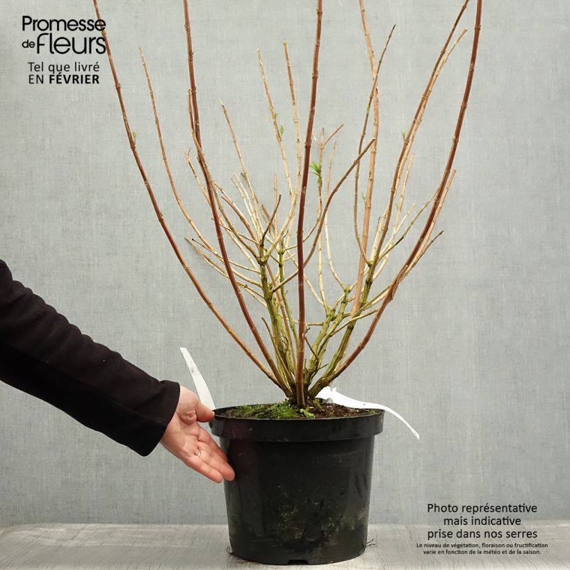 Rostrinucula dependens Happy Cascade - Menthe en arbre Pot de 7,5L/10L esemplare consegnato in inverno