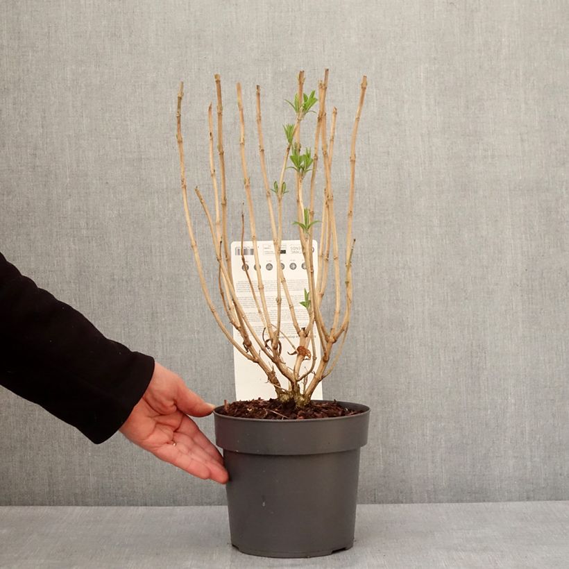 Rostrinucula dependens - Menthe en arbre Pot de 3L/4L esemplare consegnato in inverno