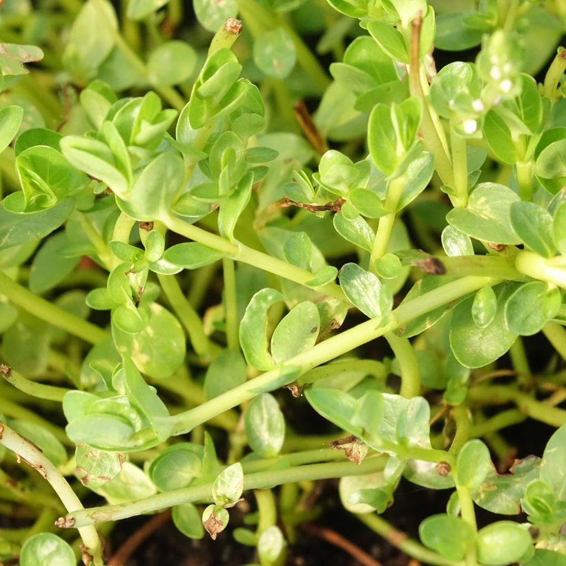Rotala rotundifolia Green (Fogliame)