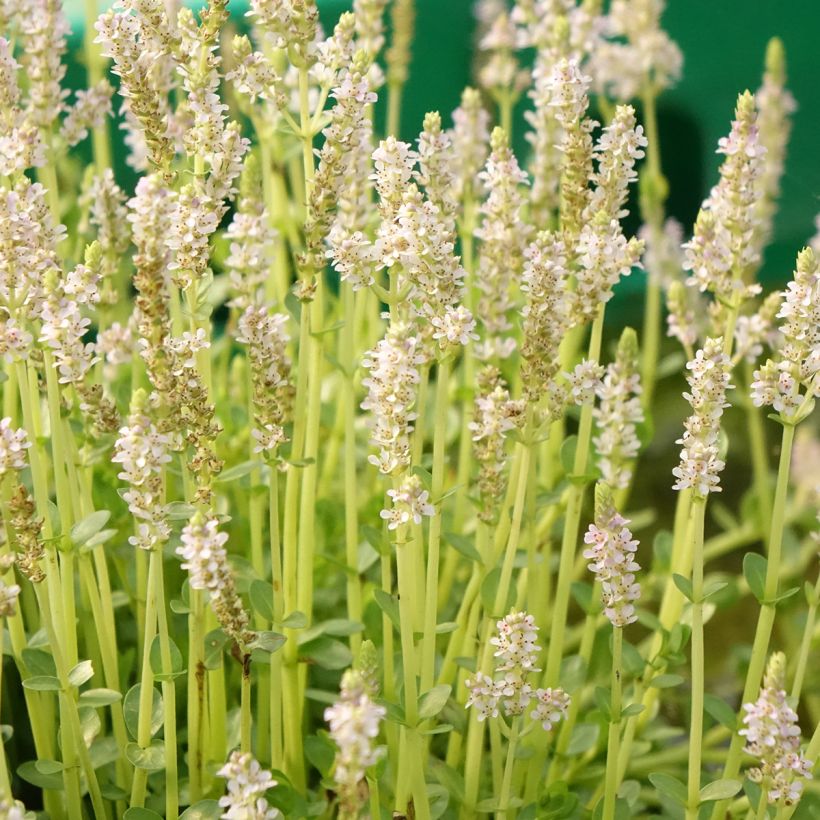 Rotala rotundifolia Green (Fioritura)