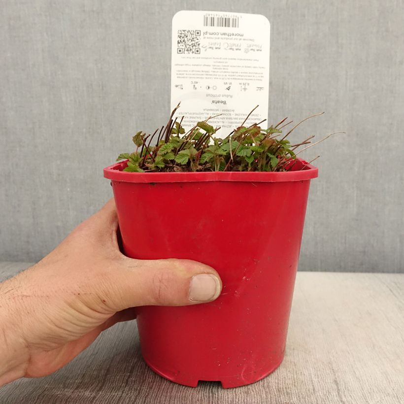 Rubus arcticus Beata - Lampone artico Vaso da 2L/3L esemplare consegnato in primavera