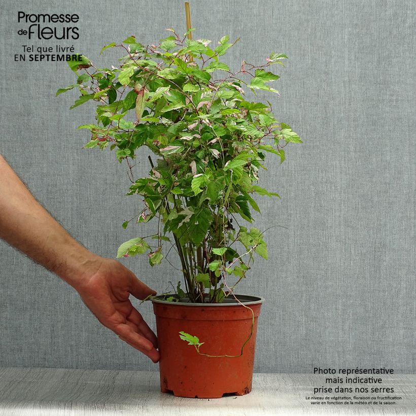 Esemplare di Rubus microphyllus Variegatus - Ronce d'ornement panachée Pot de 3L/4L come consegnato in autunno