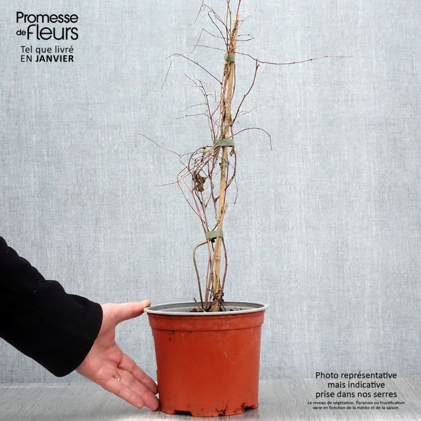 Rubus microphyllus Variegatus' - Rovo ornamentale Vaso da 3L/4L esemplare consegnato in primavera