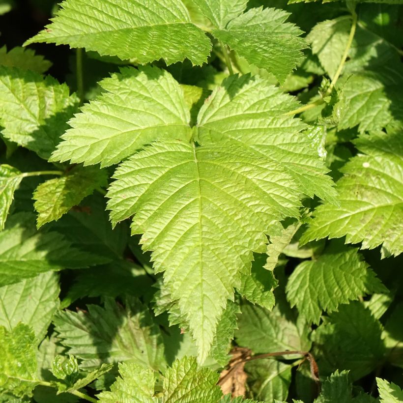 Rubus spectabilis Pacific Rose - Rovo ornamentale (Fogliame)