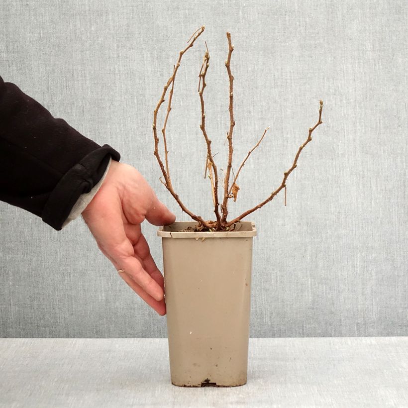 Rubus spectabilis Pacific Rose - Rovo ornamentale Vaso da 1,5L/2L, Multifusto esemplare consegnato in primavera