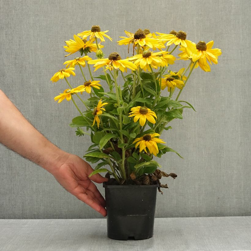 Esemplare di Rudbeckia hirta Sunbeckia Ophelia Vaso da 2L/3L consegnato in estate