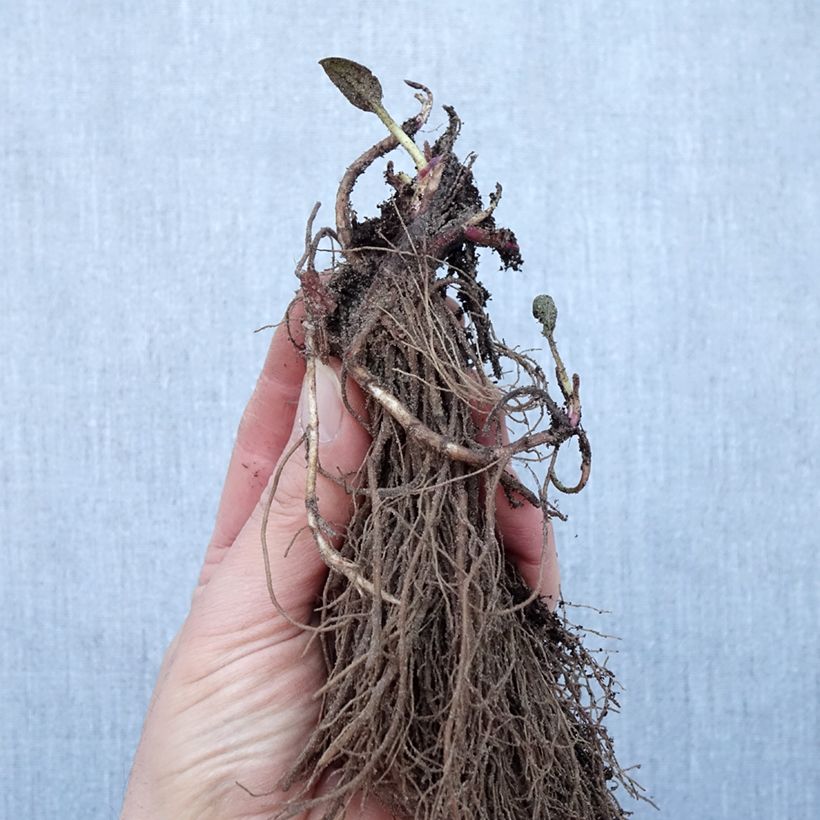 Example of Rudbeckia fulgida Goldsturm Piante piccole a radice nuda as you get in hiver