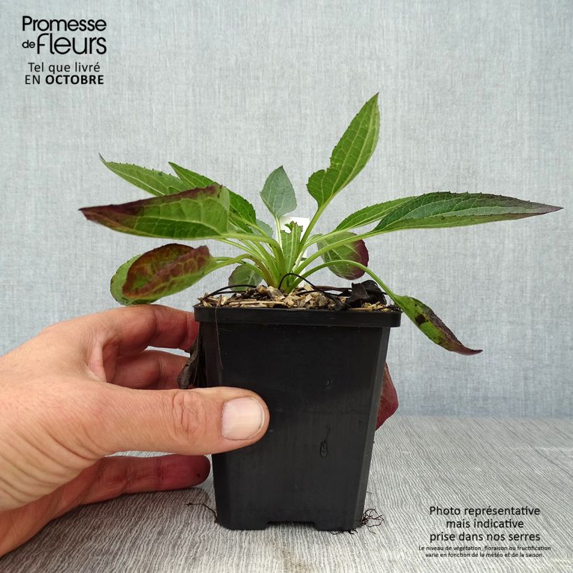 Esemplare di Rudbeckia fulgida var.sullivantii Little Goldstar Vasetto da 8/9 cm come consegnato in autunno