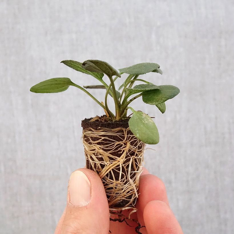 Example of Rudbeckia fulgida var.sullivantii Little Goldstar mini zolla... as you get in printemps