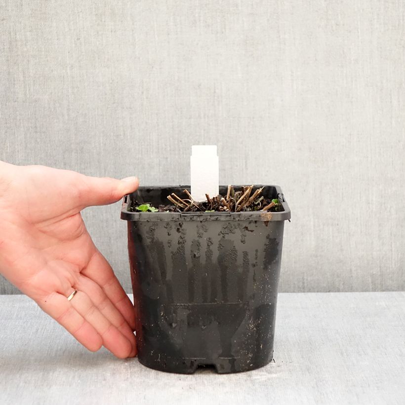 Example of Rudbeckia fulgida var.sullivantii Little Goldstar Vaso da 2L/3L as you get in hiver