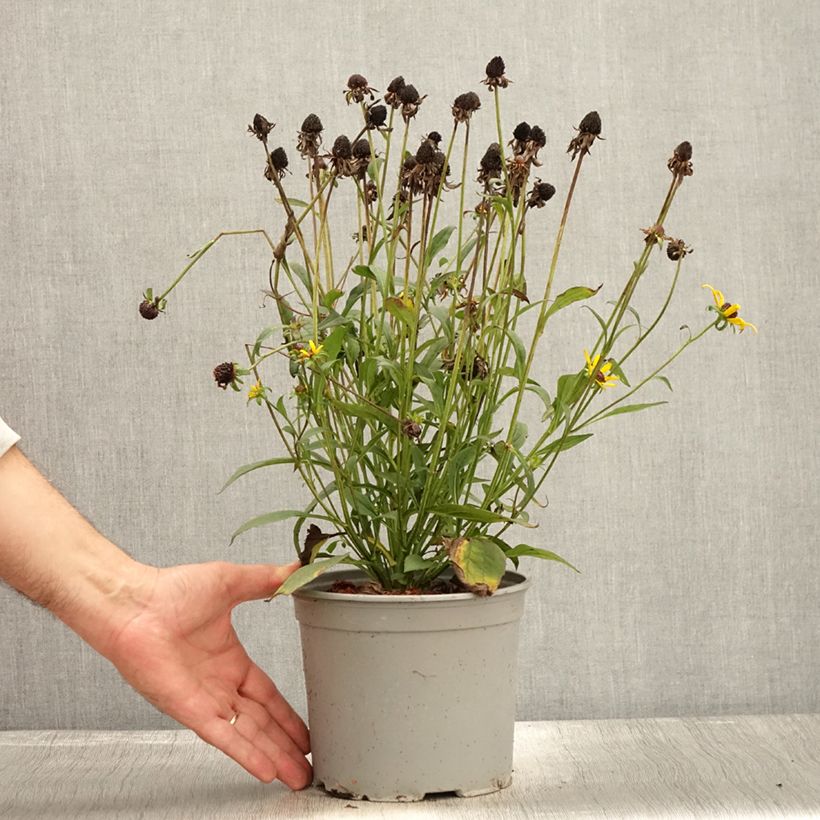 Esemplare di Rudbeckia fulgida Little Goldstar Pot de 3L/4L come consegnato in autunno