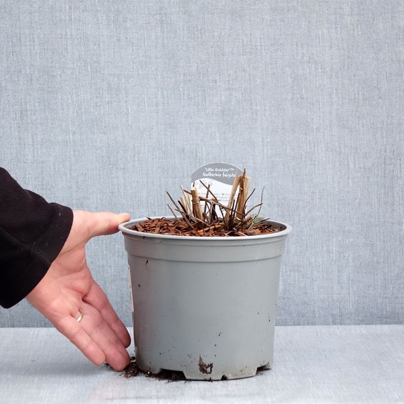 Example of Rudbeckia fulgida var.sullivantii Little Goldstar Vaso da 3L/4L as you get in printemps