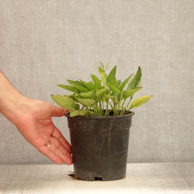 Esemplare di Rudbeckia fulgida var. sullivantii Pot of Gold Vaso da 2L/3L consegnato in estate